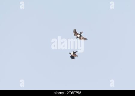 Pied Crow, Corvus Albus, in volo in Gambia. Foto Stock