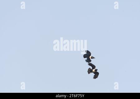 Pied Crow, Corvus Albus, in volo in Gambia. Foto Stock