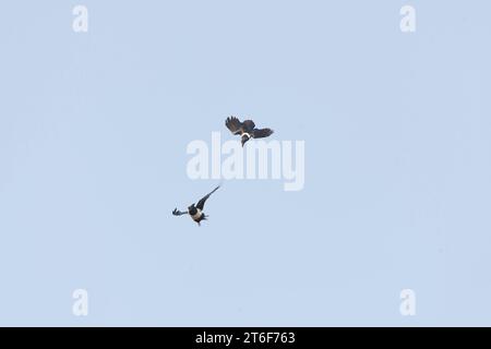 Pied Crow, Corvus Albus, in volo in Gambia. Foto Stock