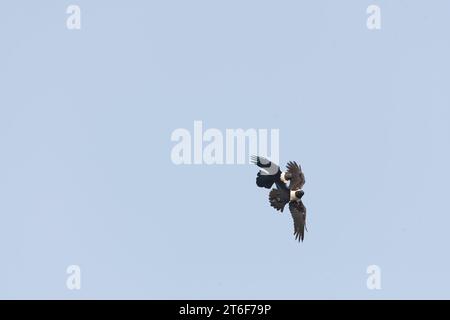 Pied Crow, Corvus Albus, in volo in Gambia. Foto Stock