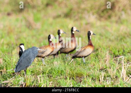 Black Heron, Egretta ardesiaca, in Gambia. Foto Stock