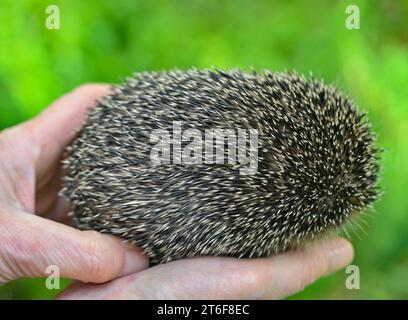 Neuzelle, Germania. 9 novembre 2023. Nelle mani di Simone Hartung della stazione di Neuzelle del riccio si trova il piccolo riccio chiamato "Bärbel", che pesa solo 200 grammi. Quando i proprietari di giardini o gli escursionisti le portano ricci malati o malnutriti, Simone Hartung non può rifiutarsi di aiutare. Gestisce il suo santuario per ricci su base volontaria da 13 anni e si trova di fronte a minacce sempre più numerose per le creature spinose. Credito: Patrick Pleul/dpa/Alamy Live News Foto Stock