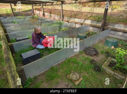 Neuzelle, Germania. 9 novembre 2023. Simone Hartung della stazione di riccio di Neuzelle si accovaglia nel recinto esterno con una scatola di trasporto. Quando i proprietari di giardini o gli escursionisti le portano ricci malati o malnutriti, Simone Hartung non può rifiutarsi di aiutare. Gestisce la sua stazione di riccio su base volontaria da 13 anni e si trova di fronte a minacce sempre più numerose per le creature spinose. Credito: Patrick Pleul/dpa/Alamy Live News Foto Stock