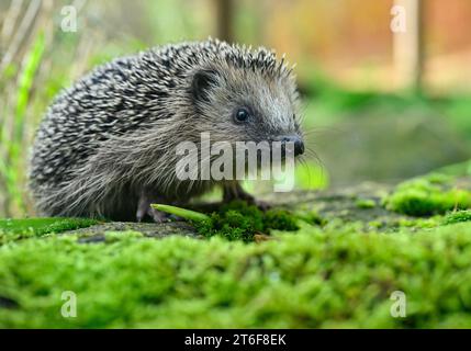 Neuzelle, Germania. 9 novembre 2023. Il piccolo riccio di nome "Bärbel", che pesa solo circa 200 grammi, esplora il recinto all'aperto della stazione di riccio di Simone Hartung a Neuzelle. Quando i proprietari di giardini o gli escursionisti le portano ricci malati o malnutriti, Simone Hartung non può rifiutarsi di aiutare. Gestisce la sua stazione di riccio su base volontaria da 13 anni e si trova di fronte a minacce sempre più numerose per le creature spinose. Credito: Patrick Pleul/dpa/Alamy Live News Foto Stock