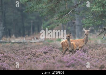 Red Deer, Cervus elaphus, durante l'ultima stagione sulla Veluwe, Netehrlands. Donna e giovane in allerta, in cerca di pericolo. Foto Stock