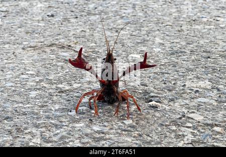 Gamberi rossi della Louisiana, fotografati attraversando una strada di campagna Foto Stock