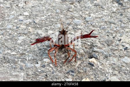 Gamberi rossi della Louisiana, fotografati attraversando una strada di campagna Foto Stock