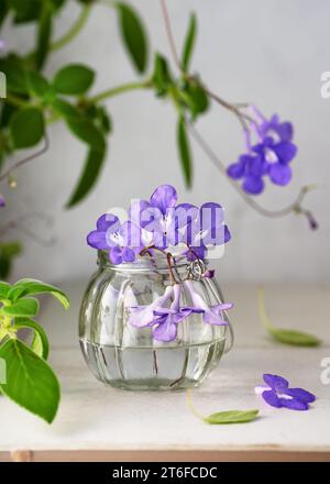 Composizione floreale con fiori viola e bianchi "Blue Fountain" falso africano in un piccolo vaso di vetro. Stile di vita romantico e minimalista. Foto Stock