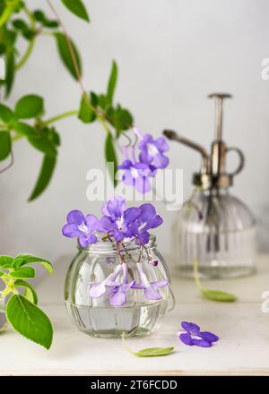 Bellissimo bouquet di falsi fiori africani viola e spruzzatore d'acqua d'acciaio d'epoca a casa in giardino. (Streptocarpus saxorum) concetto di decorazione interna di botanica. Foto Stock