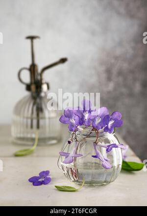 Natura morta con un bel bouquet di fiori viola falsi africani e spruzzatore d'acqua d'acciaio d'epoca nella casa giardino. Arredi in botanica per interni. Copia sp Foto Stock