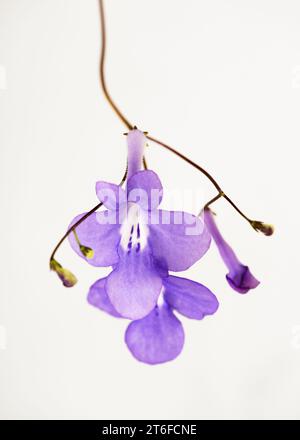 Bellissimo falso fiore viola africano appeso collezione isolata su sfondo bianco. (Streptocarpus saxorum) Copia spazio. Foto Stock