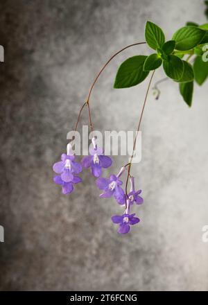 Bella pianta africana falsa con molti fiori viola appesi a un muro rustico grigio. (Streptocarpus saxorum) giardinaggio domestico, amore per le piante da casa Foto Stock