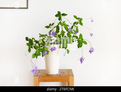 Bella pianta appesa di falso fiore di viola africano in un alto vaso di fiori bianco in un luminoso soggiorno. Piante domestiche per un clima sano al chiuso Foto Stock