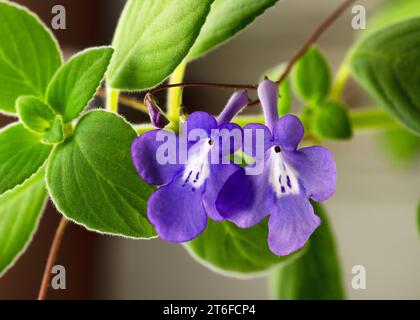 Bellissimi fiori viola e bianchi, "Blue Fountain", falsa pianta sospesa africana con un bel e morbido sfondo bokeh sfocato. Foto Stock