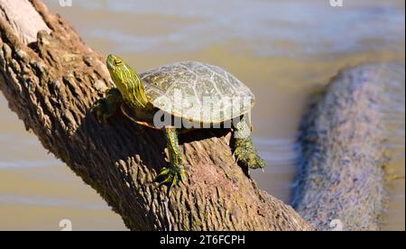 tartarughe colorate che prendono il sole su un tronco in un torrente nel rifugio naturale nazionale bosque del apache a san antonio, new mexico Foto Stock