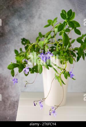 Bella pianta africana appesa con molti fiori viola in un vaso di fiori bianchi. Piante domestiche per un clima e un design di interni sani. Foto Stock
