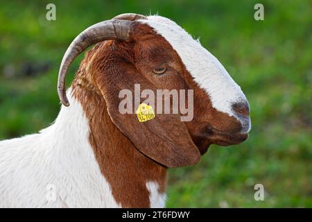 Capra domestica boera (Capra aegagrus hircus) con marchio auricolare, ritratto animale, Schleswig-Holstein, Germania Foto Stock