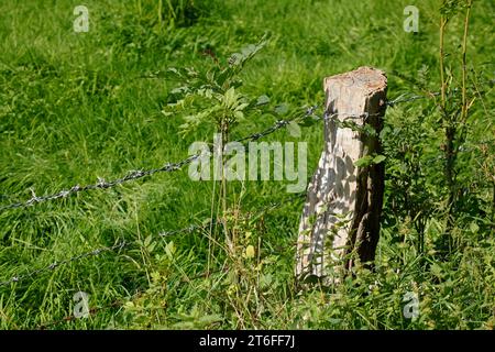 Palo di recinzione di legno, recinzione di legno, recinzione di salice, filo spinato, Germania Foto Stock