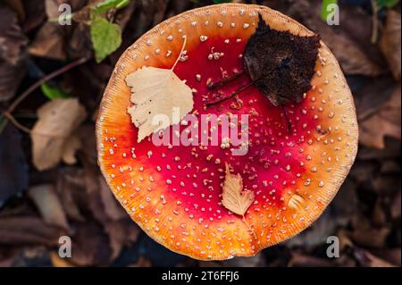 Primo piano del fungo Amanita muscaria. I funghi rossi allucinigeni del veleno psichedelico sono in primo piano in autunno Foto Stock