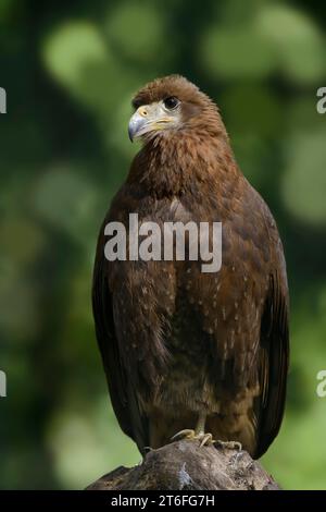 Monte caracara (Daptrius megalopterus) (Phalcoboenus megalopterus), immaturo, in cattività, presente in Sud America Foto Stock