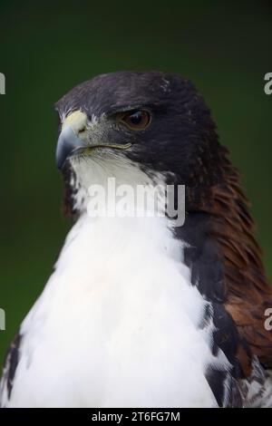 Ibrido tra Falco dalla coda bianca e Falco dalla coda rossa (Buteo albicaudatus) (Geranoaetus albicaudatus x Buteo polyosoma), ritratto di un uccello da accoppiamento Foto Stock