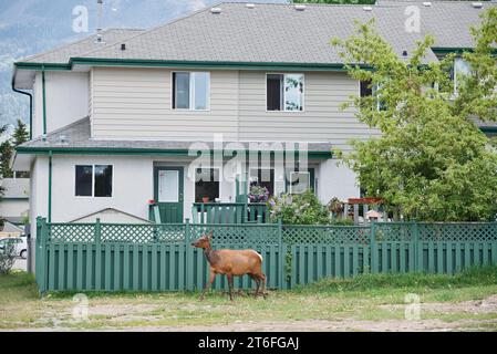 Alce americane (Cervus canadensis), femmina davanti a una casa, Jasper, Jasper National Park, Alberta, Canada Foto Stock