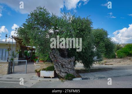 L'Ulivo seicentenario nel piccolo villaggio di Paramytha vicino a Limassol, Cipro Foto Stock