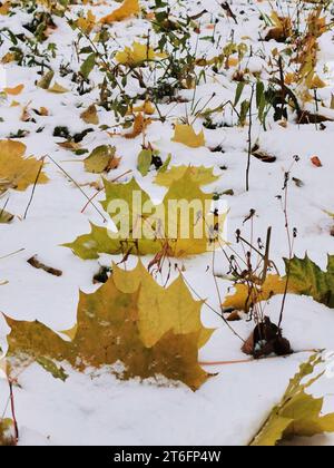 Foglie cadute coperte dalla prima neve. Cambio di stagione Foto Stock