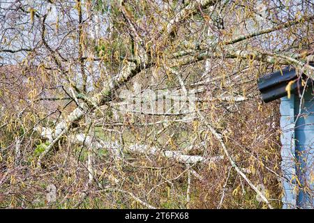 Chiudere fino a cinque grandi alberi di betulla sono annegata in giardino in legno grigio tetto garage dopo la forte tornado e tempesta di ala. Un disastro per una società di assicurazioni in F Foto Stock