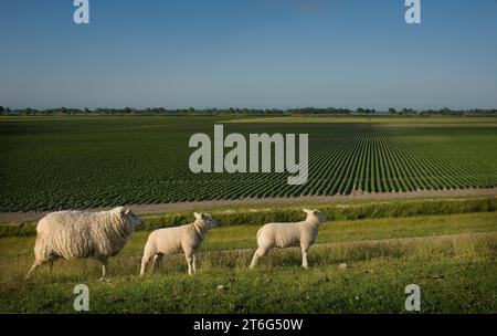 Pecore con due agnelli sulla diga sulla costa di Groninger Wadden. Sullo sfondo le creste dei campi di patate. Foto Stock