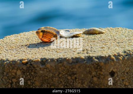 Conchiglie alla luce del sole Foto Stock