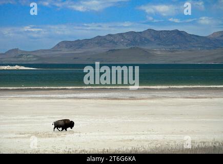 Antelope Island State Park Foto Stock