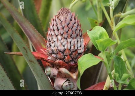 Cotonou. 23 ottobre 2023. Questa foto scattata il 23 ottobre 2023 mostra un ananas immaturo a Ze, un'importante area di produzione di ananas del Benin. PER PASSARE ALLA funzione '(CIIE): CIIE apre un vasto mercato per gli ananas del Benin credito: Seraphin Zounyekpe/Xinhua/Alamy Live News Foto Stock