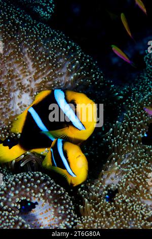 Un paio di anemonefish di Clark, (Amphiprion clarkii), Fiji Foto Stock