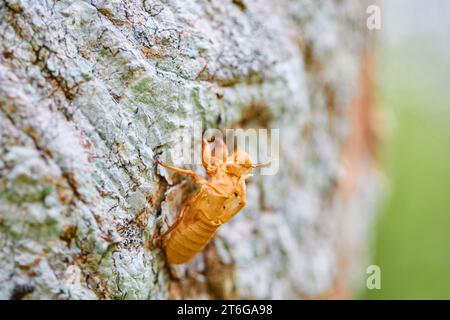 Primo piano di Cicada che muta sul tronco degli alberi Foto Stock