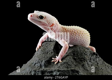 lucertola geco leopardo su roccia isolata su nero Foto Stock