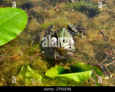 Rana verde europea (rana commestibile, rana esculenta o Pelophylax esculentus) che crollano e nuotano in uno stagno Foto Stock