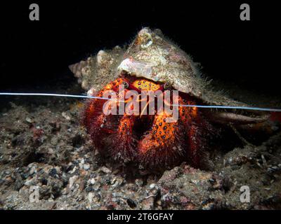 Granchio eremita rosso bianco maculato (Dardanus megistos) sul fondo del mare con antenne simmetriche Foto Stock