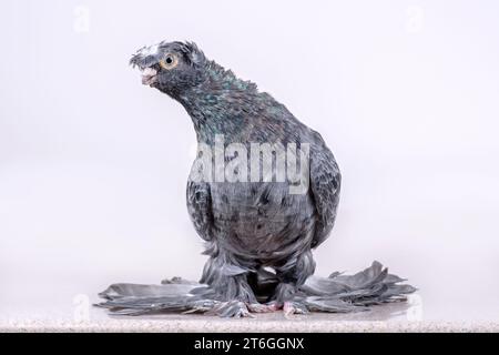 Chelkar (grigio colomba) si trova su una superficie in marmo e guarda nella fotocamera Foto Stock