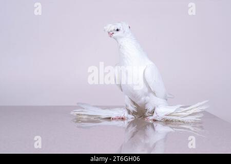 Il Gulbadam della colomba bianca uzbeka si trova su una superficie di marmo riflettente Foto Stock