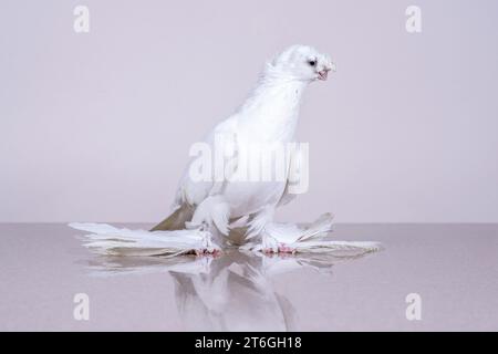 Il Gulbadam della colomba bianca uzbeka si trova su una superficie di marmo riflettente Foto Stock