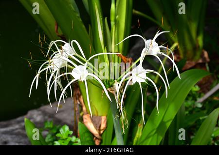 Il giglio di ragno o bulbo di veleno (crinum asiaticum) è una pianta perenne bulbosa originaria dell'Asia tropicale. Questa foto è stata scattata a Phuket, Thailandia. Foto Stock