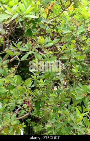 L'albero di anacardio (Anacardium occidentale) è un piccolo albero sempreverde originario dell'America centrale e del Sud America settentrionale. I suoi frutti sono commestibili. Questo fot Foto Stock
