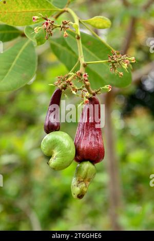 L'albero di anacardio (Anacardium occidentale) è un piccolo albero sempreverde originario dell'America centrale e del Sud America settentrionale. I suoi frutti sono commestibili. Questo fot Foto Stock