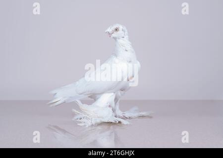 Il Gulbadam della colomba bianca uzbeka si trova su una superficie di marmo riflettente Foto Stock