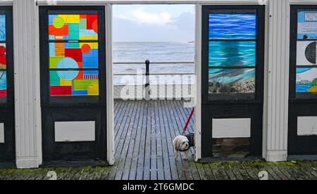 Worthing Regno Unito 10 novembre 2023 - questo cane sembra stufo di Worthing Pier sotto il vento e la pioggia, mentre il maltempo è previsto per il Regno Unito : Credit Simon Dack / Alamy Live News Foto Stock