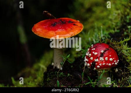 Amanita Muscaria, fungo velenoso nella foresta Foto Stock