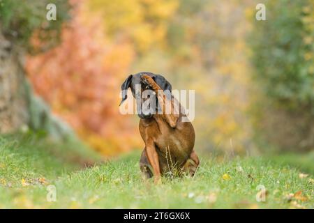 Il carino bavarese Mountain Hound saluta con la zampa in un giorno autunnale. Sullo sfondo ci sono foglie autunnali splendidamente colorate. Foto Stock