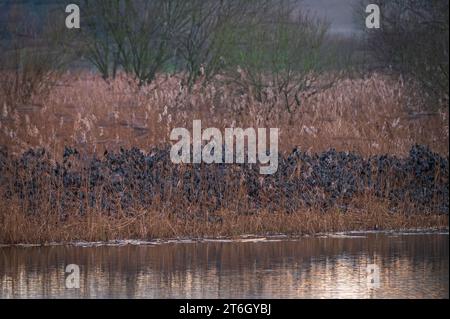 Stalli che gironzolano nei letti di canne della riserva naturale Ham Wall, Ashcott, somerset, Inghilterra, Regno Unito. Foto Stock