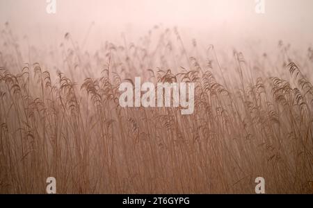 Un inizio nebbioso della giornata sui laghi e sui letti di canne della riserva naturale RSPB Ham Wall a He Somerset Levels vicino ad Ashcott, Somerset, Inghilterra, Regno Unito. Foto Stock